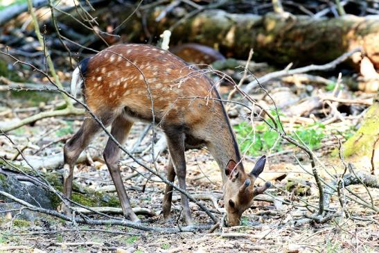 Sikahirsch junger Bock Wildpark Alte Fasanerie Klein Auheim 2023