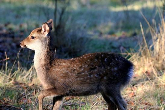 Sikawild Kitz Wildpark Alte Fasanerie Klein Auheim 2022