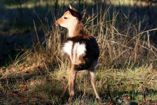 Sikawild Kitz Wildpark Alte Fasanerie Klein Auheim 2022