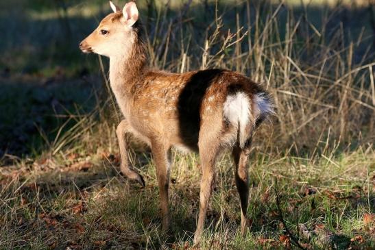 Sikawild Kitz Wildpark Alte Fasanerie Klein Auheim 2022