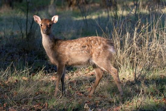 Sikawild Kitz Wildpark Alte Fasanerie Klein Auheim 2022