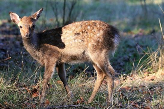 Sikawild Kitz Wildpark Alte Fasanerie Klein Auheim 2022