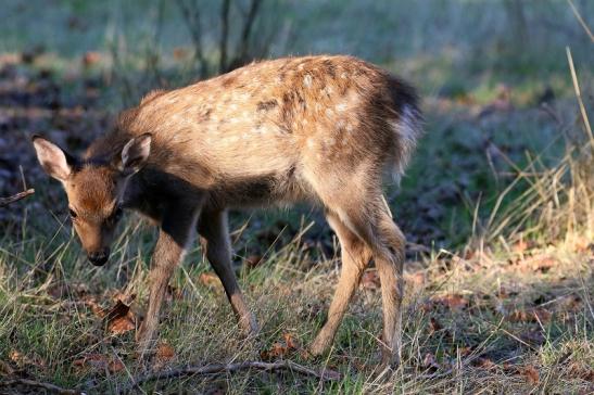 Sikawild Kitz Wildpark Alte Fasanerie Klein Auheim 2022