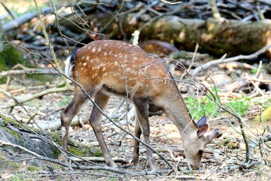 Sikahirsch Junger Bock Wildpark Alte Fasanerie Klein Auheim 2023