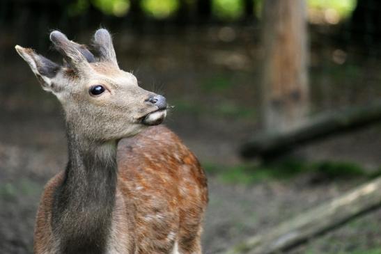 Sikahirsch im Bast Wildpark Alte Fasanerie Klein Auheim 2013