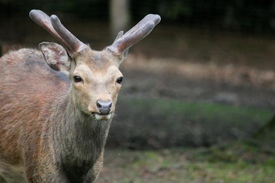 Sikahirsch im Bast Wildpark Alte Fasanerie Klein Auheim 2013