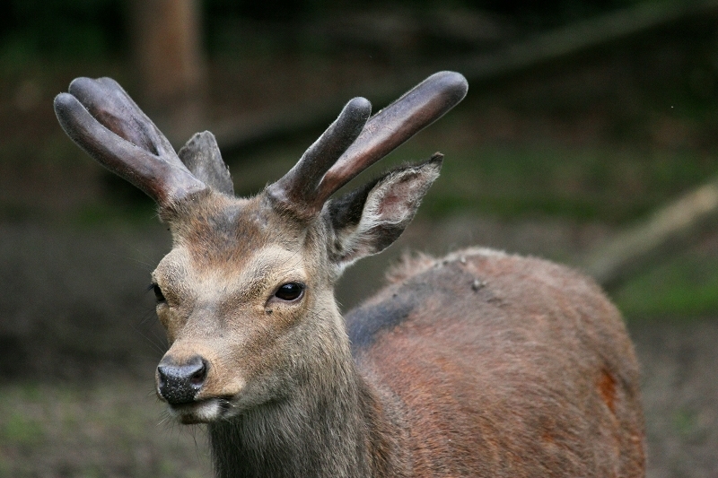 Sikahirsch im Bast Wildpark Alte Fasanerie Klein Auheim 2013