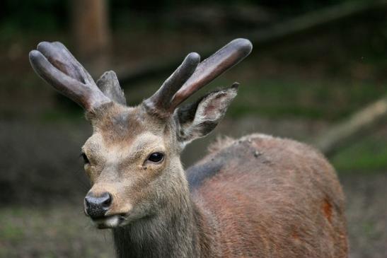 Sikahirsch im Bast Wildpark Alte Fasanerie Klein Auheim 2013