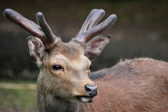 Sikahirsch im Bast Wildpark Alte Fasanerie Klein Auheim 2013