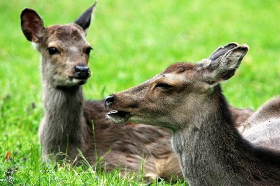 Sikahirschkuh Wildpark Alte Fasanerie Klein Auheim 2013