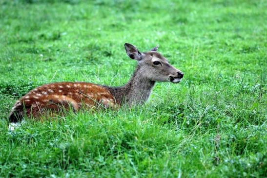 Sikahirschkuh Wildpark Alte Fasanerie Klein Auheim 2014