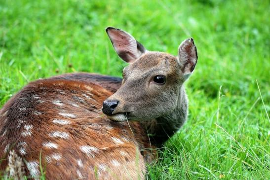 Sikahirschkuh Wildpark Alte Fasanerie Klein Auheim 2014