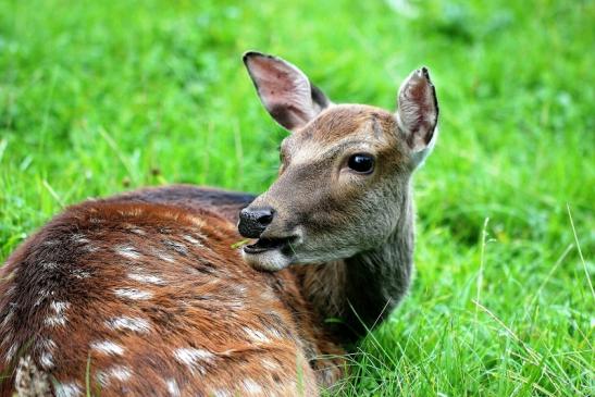 Sikahirschkuh Wildpark Alte Fasanerie Klein Auheim 2014