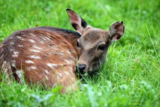 Sikahirschkuh Wildpark Alte Fasanerie Klein Auheim 2014