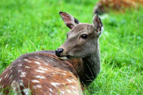 Sikahirschkuh Wildpark Alte Fasanerie Klein Auheim 2014