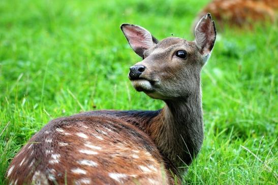 Sikahirschkuh Wildpark Alte Fasanerie Klein Auheim 2014