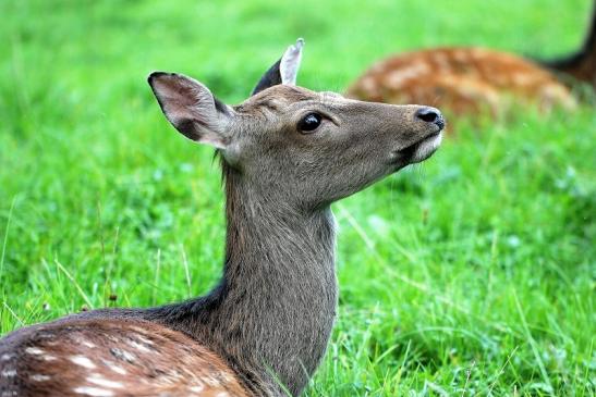 Sikahirschkuh Wildpark Alte Fasanerie Klein Auheim 2014