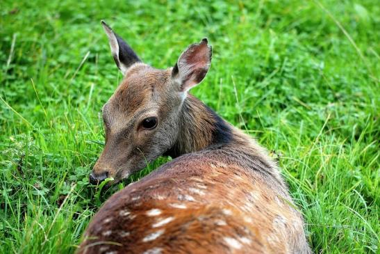 Sikahirschkuh Wildpark Alte Fasanerie Klein Auheim 2014