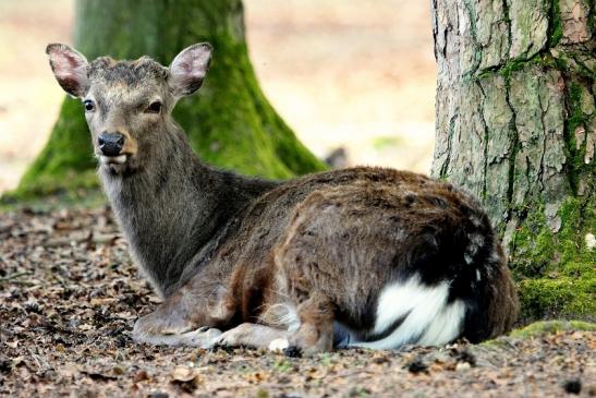 Sikahirsch Wildpark Alte Fasanerie Klein Auheim 2014