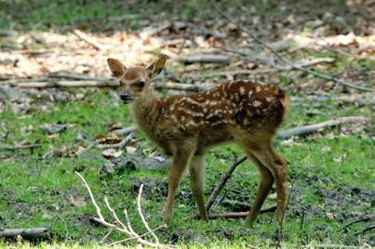 Sikahirsch Kitz Wildpark Alte Fasanerie Klein Auheim 2015