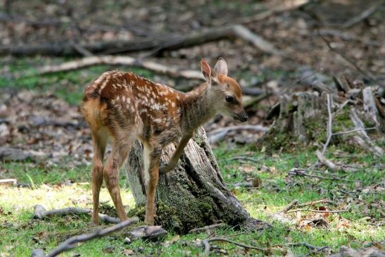 Sikahirsch Kitz Wildpark Alte Fasanerie Klein Auheim 2015