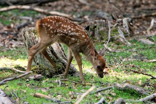 Sikahirsch Kitz Wildpark Alte Fasanerie Klein Auheim 2015