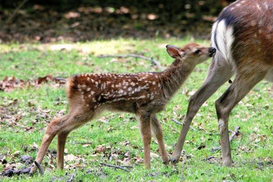 Sikahirsch Kitz Wildpark Alte Fasanerie Klein Auheim 2015