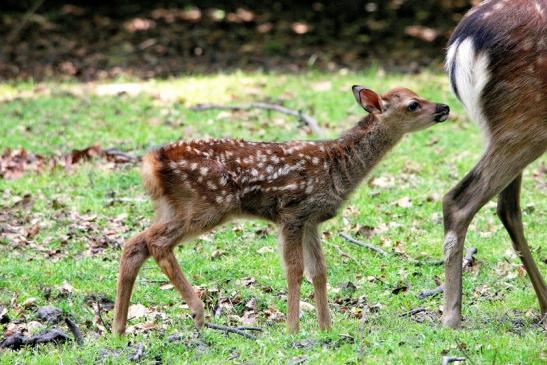 Sikahirsch Kitz Wildpark Alte Fasanerie Klein Auheim 2015