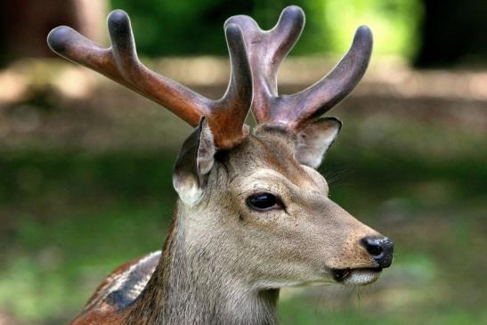 Sikahirsch im Bast Wildpark Alte Fasanerie Klein Auheim 2015