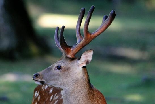 Sikahirsch im Bast Wildpark Alte Fasanerie Klein Auheim 2015