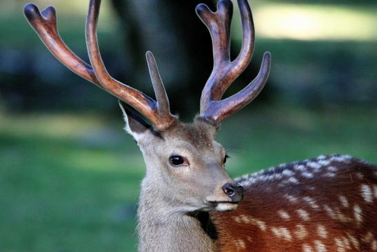 Sikahirsch im Bast Wildpark Alte Fasanerie Klein Auheim 2015