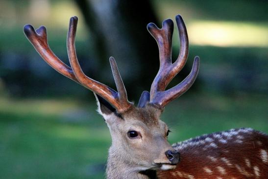 Sikahirsch im Bast Wildpark Alte Fasanerie Klein Auheim 2015