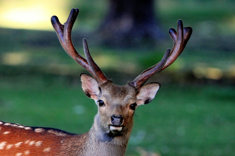 Sikahirsch im Bast Wildpark Alte Fasanerie Klein Auheim 2015
