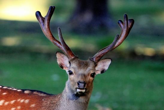 Sikahirsch im Bast Wildpark Alte Fasanerie Klein Auheim 2015