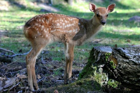 Sikahirsch Kitz Wildpark Alte Fasanerie Klein Auheim 2015