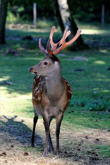 Sikahirsch im Bast Wildpark Alte Fasanerie Klein Auheim 2015