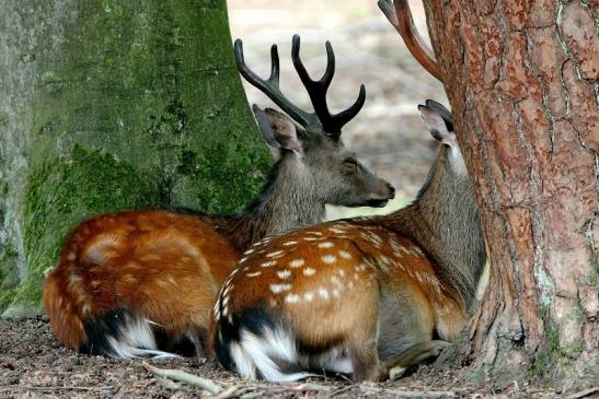 Sikahirsch im Bast Wildpark Alte Fasanerie Klein Auheim 2015