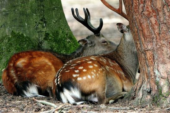 Sikahirsch im Bast Wildpark Alte Fasanerie Klein Auheim 2015