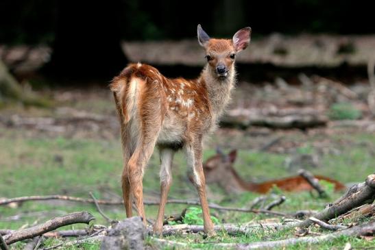 Sikahirsch Kitz Wildpark Alte Fasanerie Klein Auheim 2015