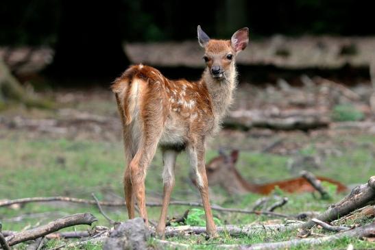 Sikahirsch Kitz Wildpark Alte Fasanerie Klein Auheim 2015