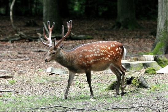 Sikahirsch im Bast Wildpark Alte Fasanerie Klein Auheim 2015