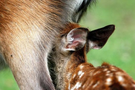 Sikahirsch Kitz Wildpark Alte Fasanerie Klein Auheim 2015