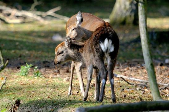 Sikahirsch Jungtier Wildpark Alte Fasanerie Klein Auheim 2015