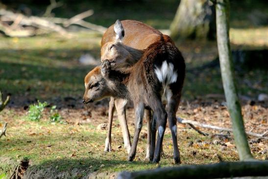 Sikahirsch Jungtier Wildpark Alte Fasanerie Klein Auheim 2015