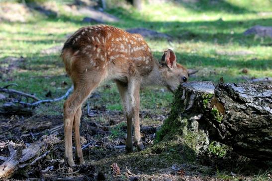 Sikahirsch Kitz Wildpark Alte Fasanerie Klein Auheim 2015