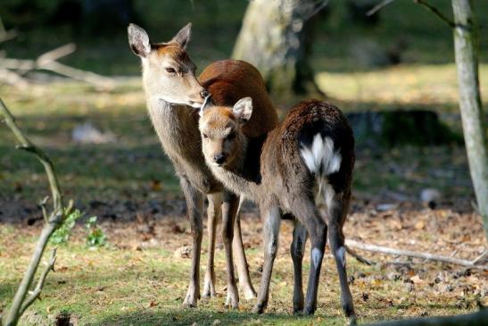 Sikahirsch Jungtier Wildpark Alte Fasanerie Klein Auheim 2015