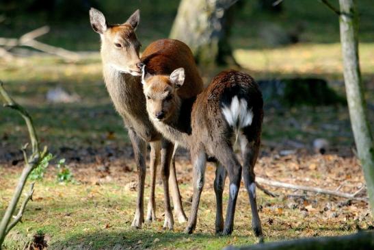 Sikahirsch Jungtier Wildpark Alte Fasanerie Klein Auheim 2015