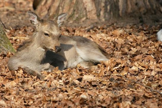 Sikahirsch Jungtier Wildpark Alte Fasanerie Klein Auheim 2015