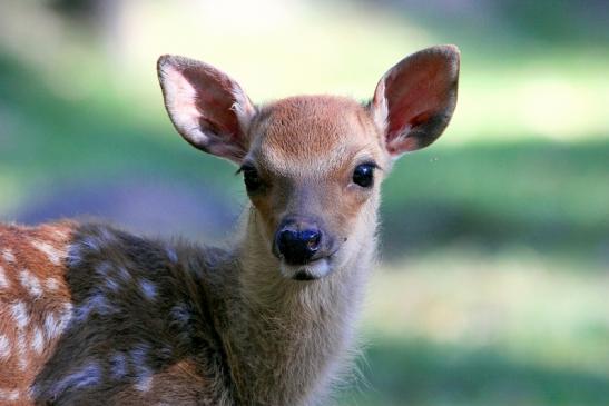 Sikahirsch Kitz Wildpark Alte Fasanerie Klein Auheim 2015