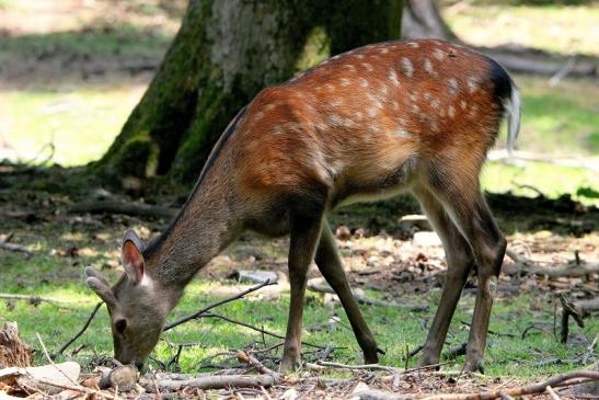 Sikahirsch im Bast Wildpark Alte Fasanerie Klein Auheim 2015